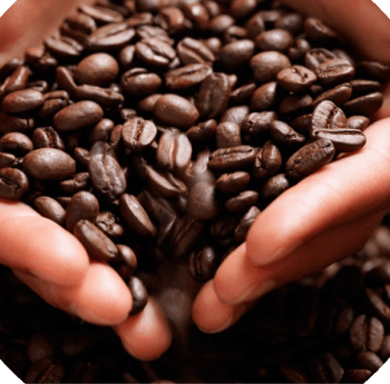 Foto ilustrativa de grãos de café torrado